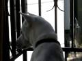 Kishu