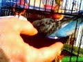 Polly the bird is takeing a bath