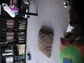 Sammich is jumpy...