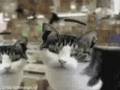 Cowgirl [cat-seizure video mix]