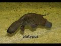 25 worlds weirdest animals
