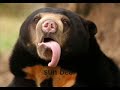 25 worlds weirdest animals