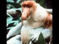 25 Worlds Weirdest Animals