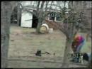 animal-cruelty-in-high-point-nc.html