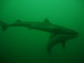Dogfish shark dive