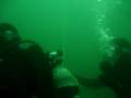 Dogfish shark dive