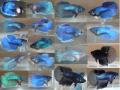 Mac Auley's Bettas