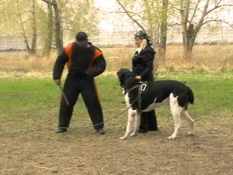 YouTube Трейлер