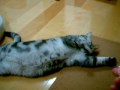 遊びつかれた猫