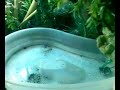 mis 3 terrarios, 2camaleones 1pogona y 1iguana