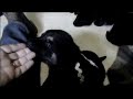 German Shepherd Puppies 3 weeks old