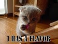 lolcat lolcat