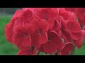 Sony HDR-HC5 Sample Camcorder Footage