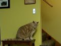 Toivo, in his endless pursuit of food, has discovered that if he turns the light off, people are likely to get up to turn it back on. And, by extension, to go into the other room and feed him. Secret genius.