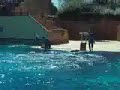 dauphins celine dauphins celine