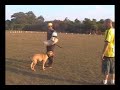 Simba - American Pitbull Terrier - Prote��o