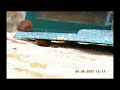 Pipistrelle gitee derriere un volet Pipistrelle gitee derriere un volet