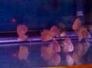 Rosered discus akvaryumu yemleme Rosered discus akvaryumu yemleme