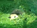 Giant Panda from Si Chuan