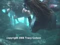 Manatee Paparazzi Manatee Paparazzi