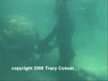 another day in the life of crystal river's manatees.