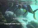 Manatee Paparazzi