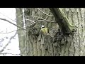 Tomtit flies away Tomtit flies away