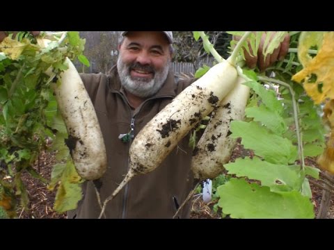 how to harvest radishes