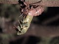 Cicada in time-lapse