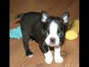 LES CHIENS pour le cours d\ LES CHIENS pour le cours d\