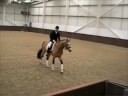 Legrande Buckskin Oldenburg Stallion