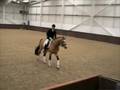 Legrande Buckskin Oldenburg Stallion