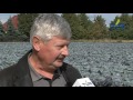 Zapraszamy do obejrzenia materiału - tym razem poświęconego w całości uprawie kapusty.