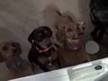 Killer Wiener Dogs