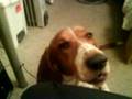 Basset Hound speaks i love mum mum 