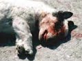 Help animals