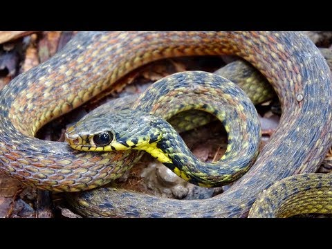 YouTube reptile video