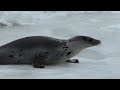Newfoundland and Labrador - Baby Seal February 19 2011