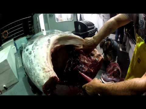 how to bleed tuna for sushi