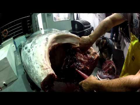 how to bleed tuna video