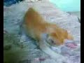 el gato kickboxing
