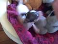 videos de Kia Chichosa
