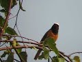 gekraagde roodstaart common redstart Phoenicurus phoenicurus gekraagde roodstaart common redstart Phoenicurus phoenicurus