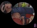 6a. Palmar grasp reflex