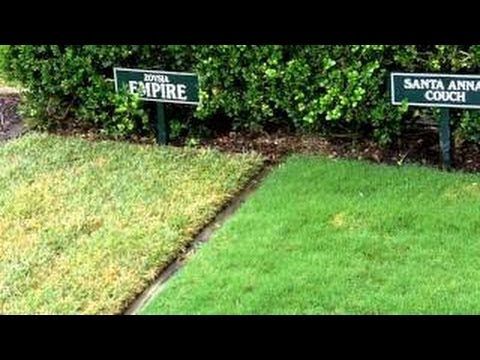 how to grow buffalo grass