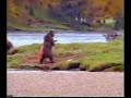 Bear Fishing Bear Fishing