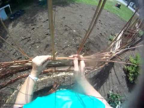how to transplant a twisted willow