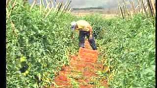 Governo de Minas apoia produtores de tomate no Estado