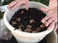 Layering Bulbs