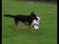 Decoy training at Aalst July 2008Sire: Quanto Jipo-meDam: Chery z Jirkova DvoraMy czech boy from Jinopo kennels.